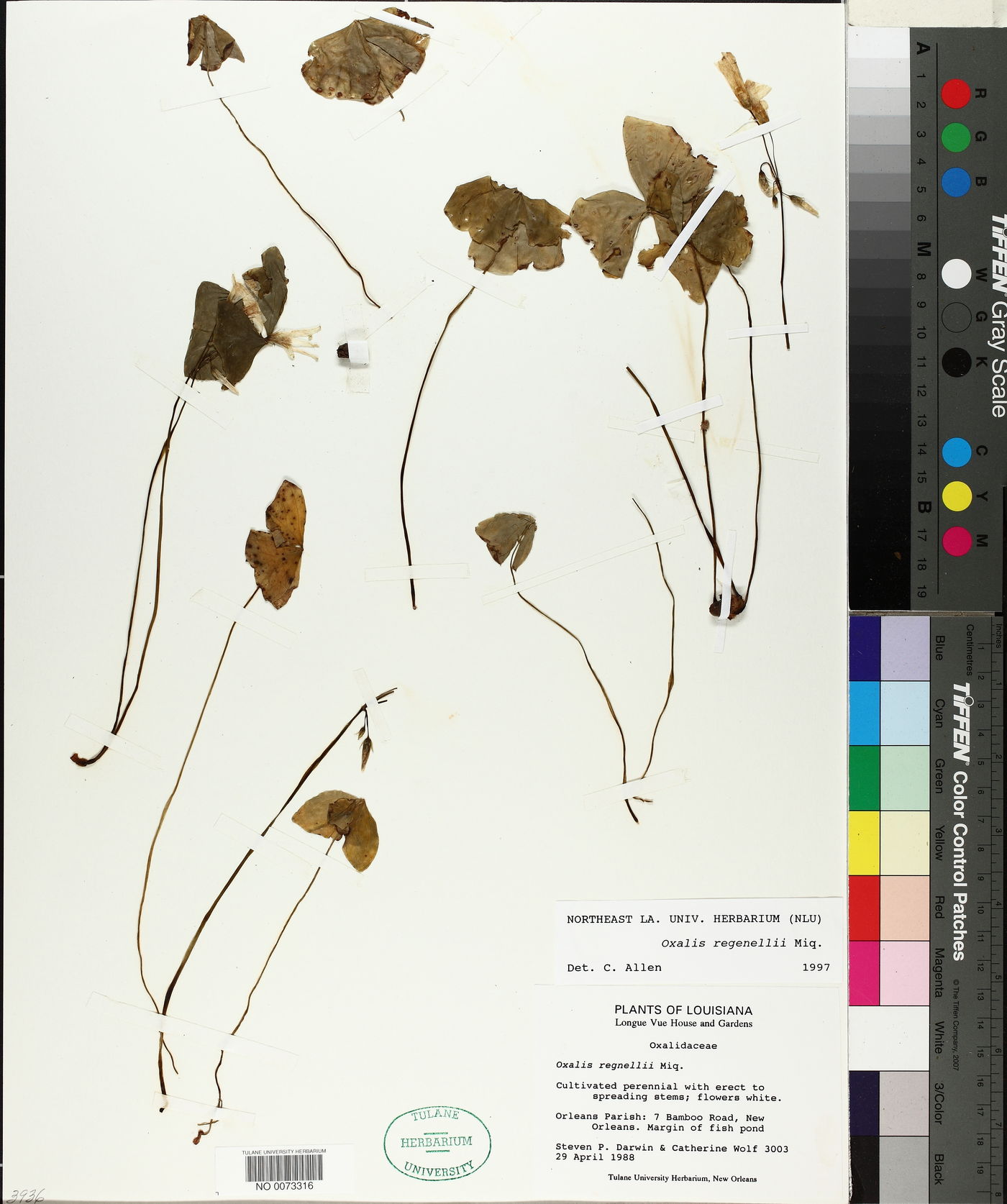 Oxalis regnellii image