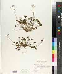 Oxalis articulata image