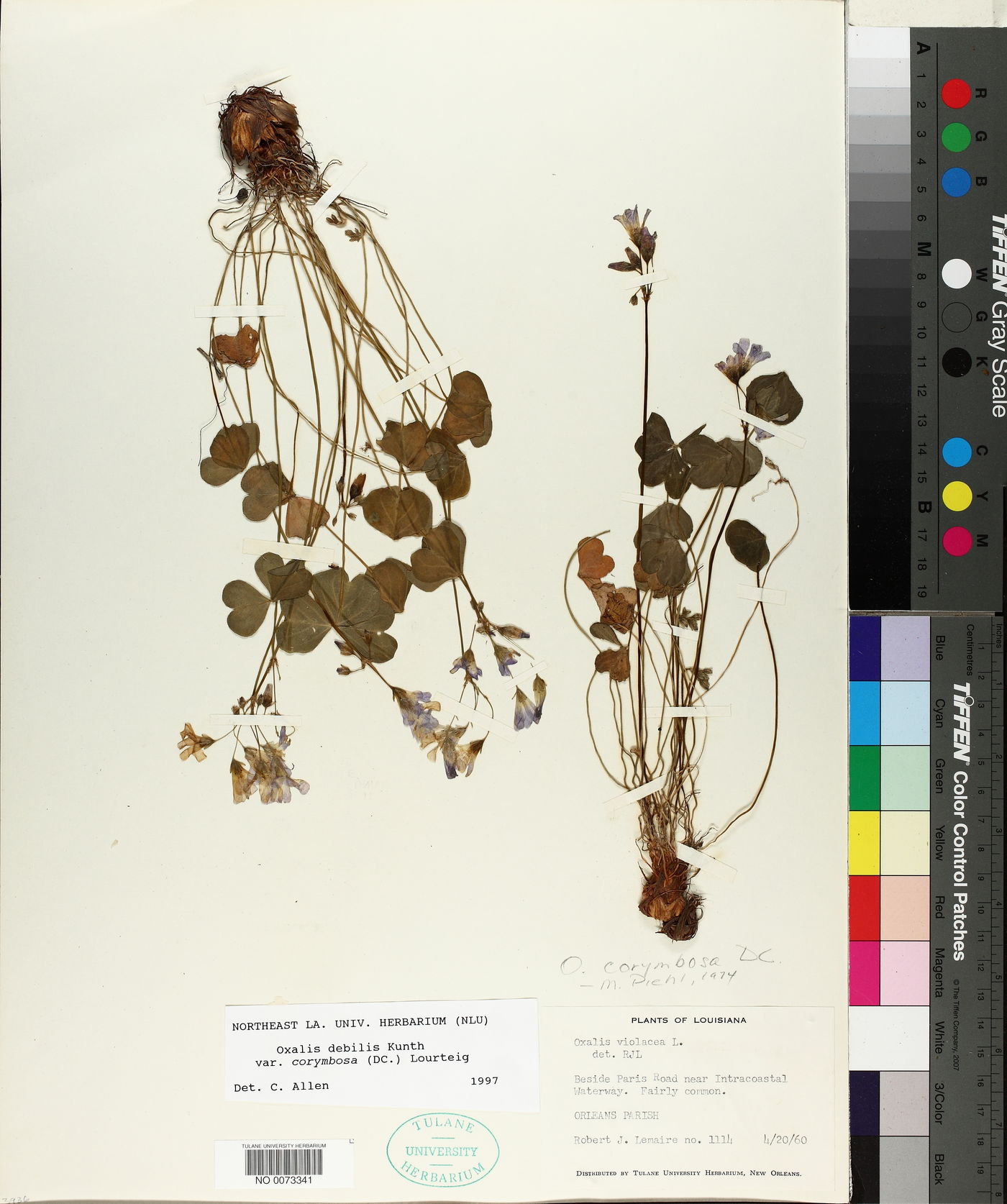 Oxalis debilis image