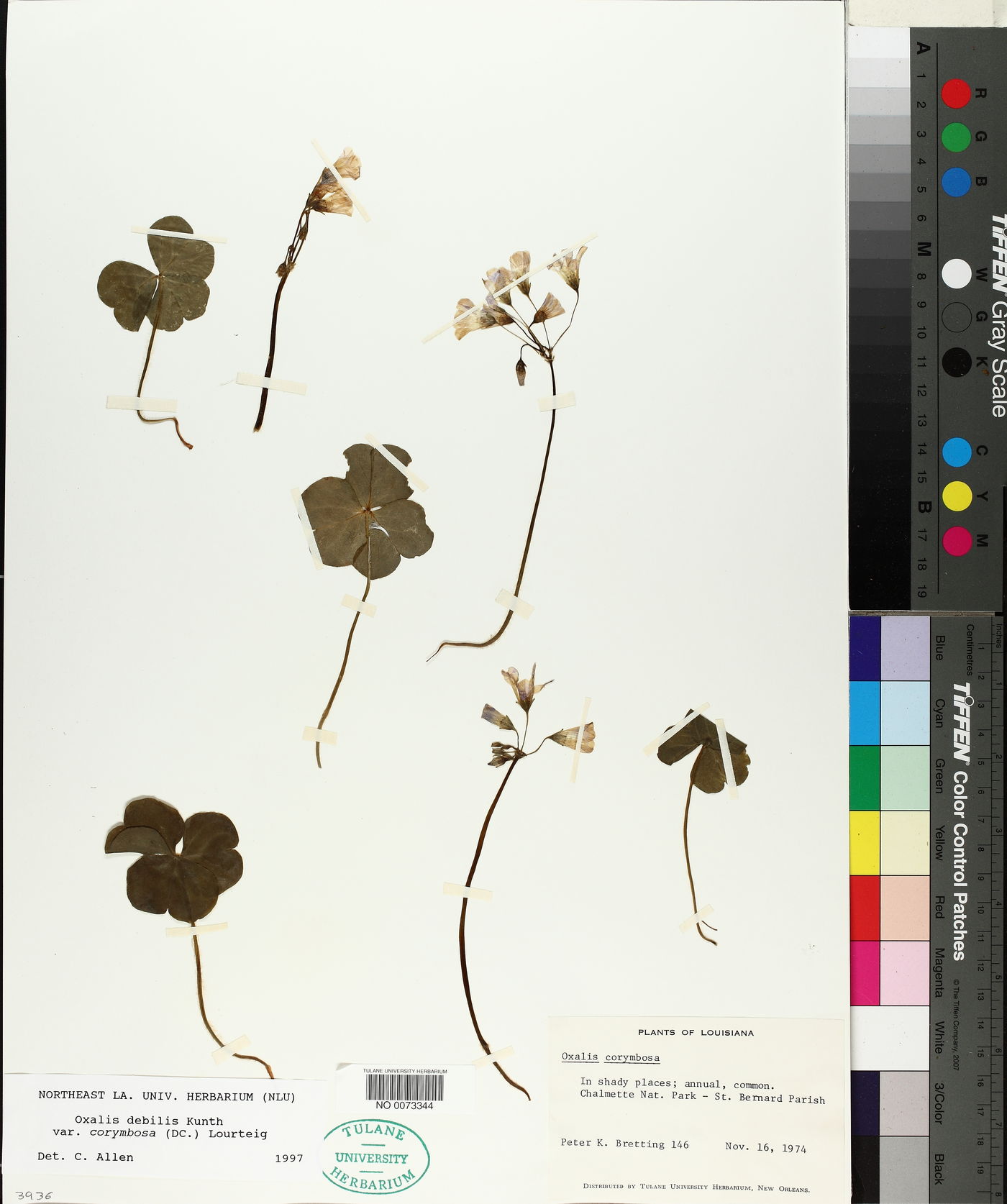 Oxalis debilis image