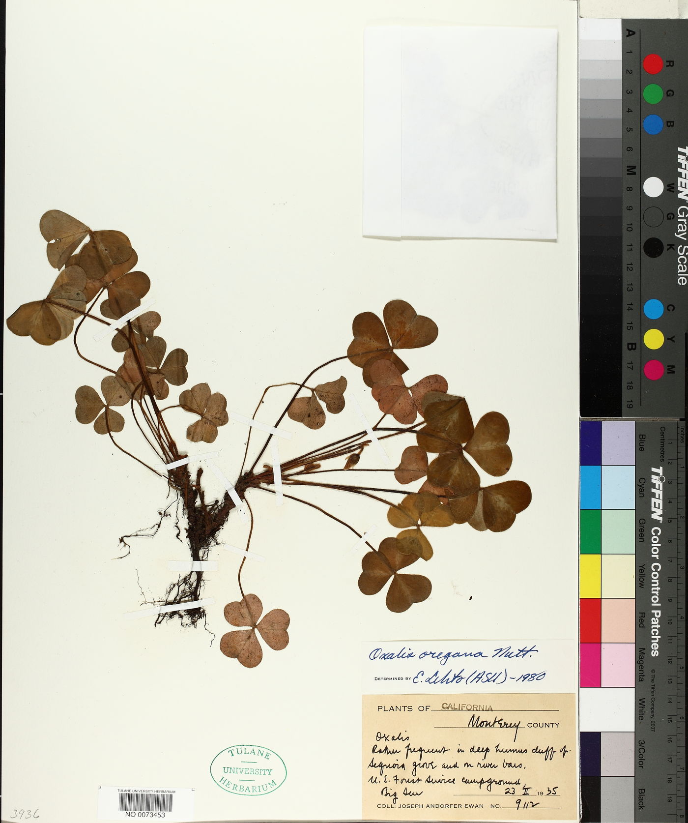 Oxalis oregana image