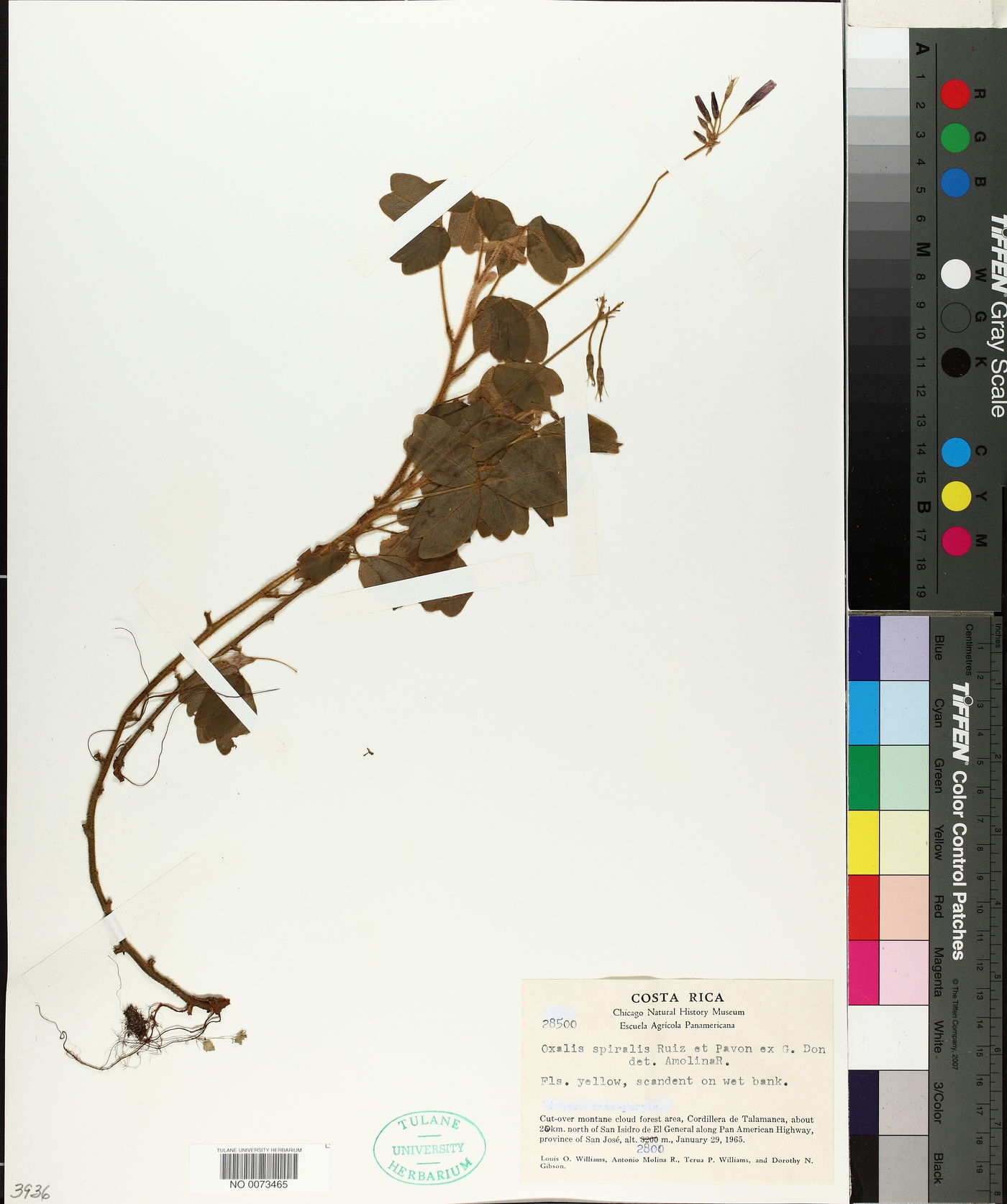 Oxalis spiralis image