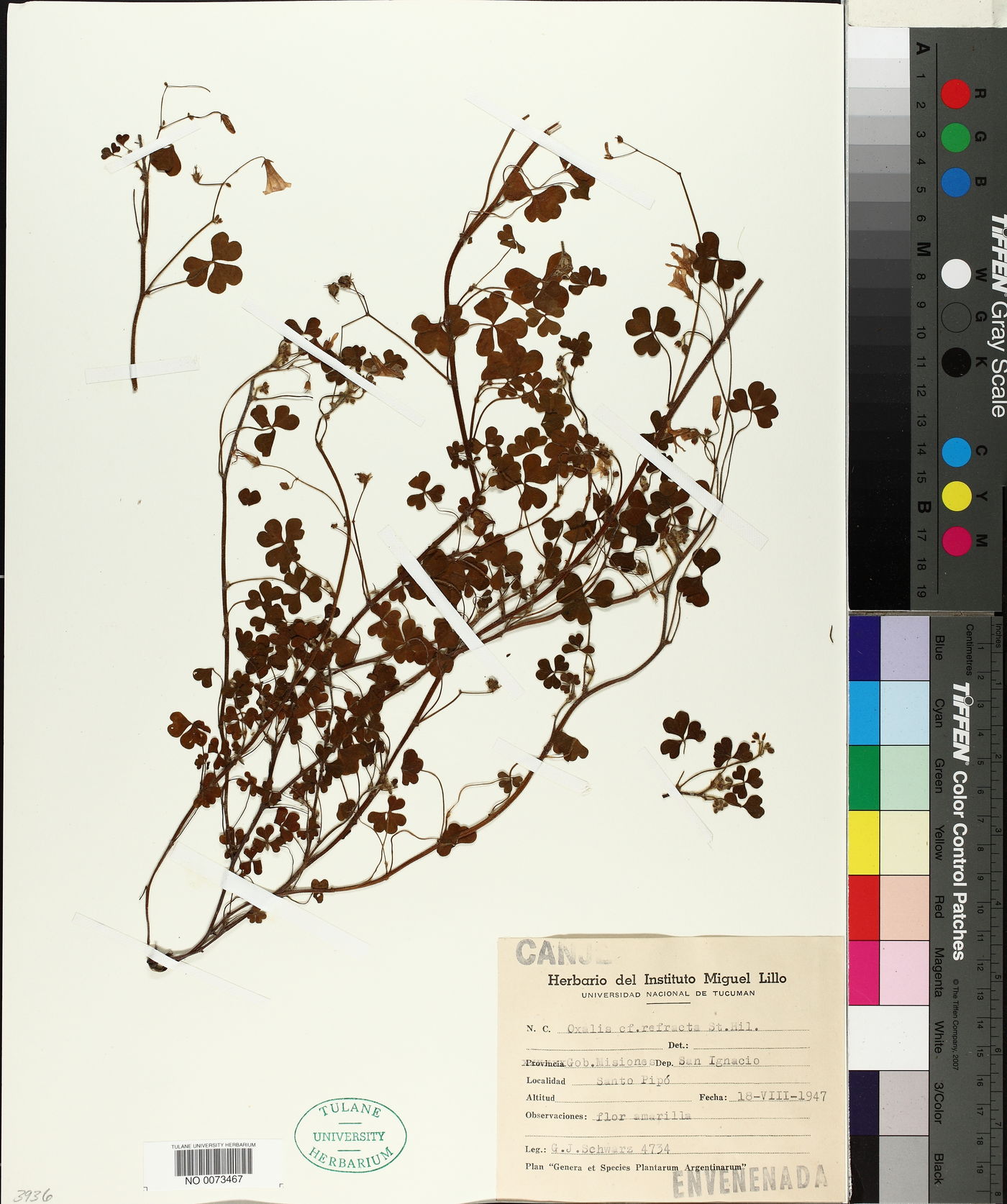 Oxalis refracta image