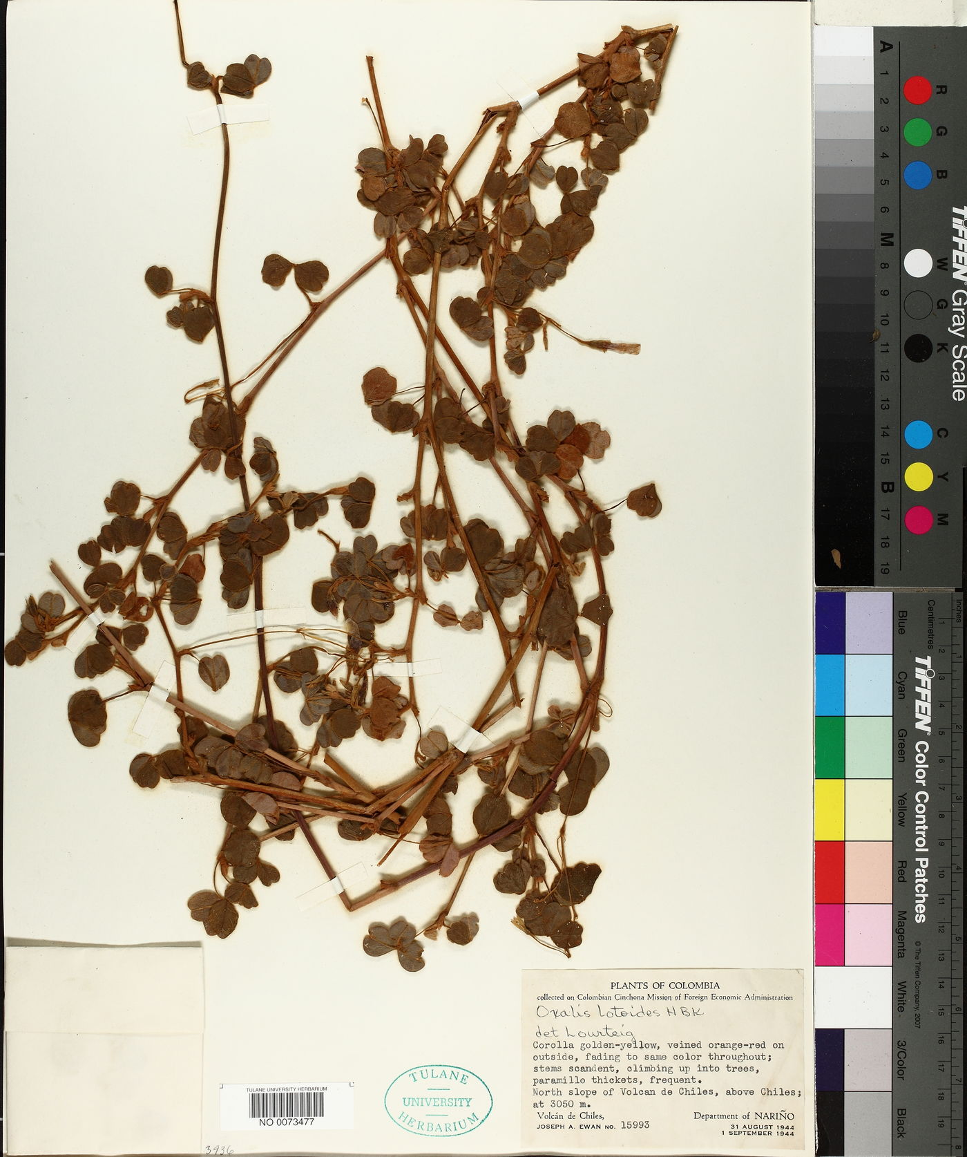 Oxalis lotoides image