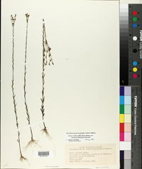 Linum medium subsp. texanum image