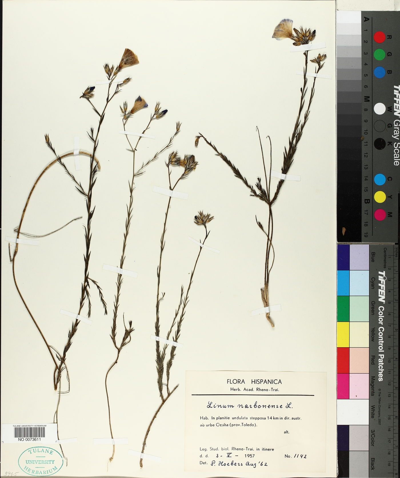 Linum narbonense image