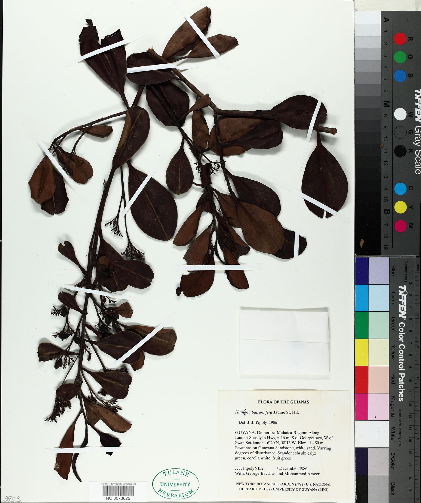 Humiria balsamifera image
