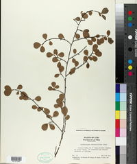 Erythroxylum rotundifolium image