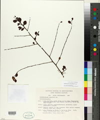 Erythroxylum rotundifolium image