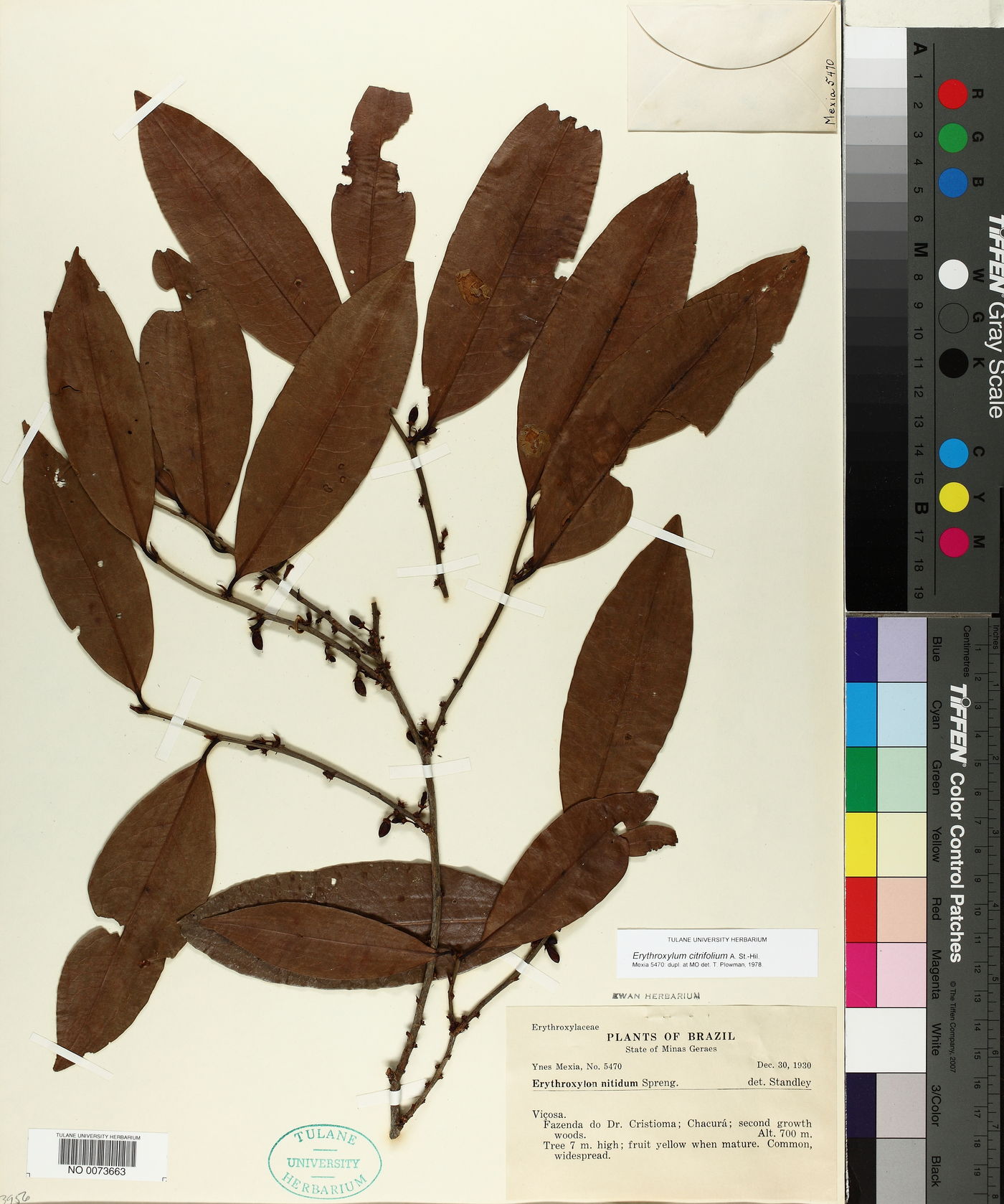 Erythroxylum citrifolium image