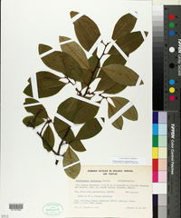 Erythroxylum panamense image