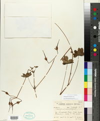 Image of Pelargonium tabulare