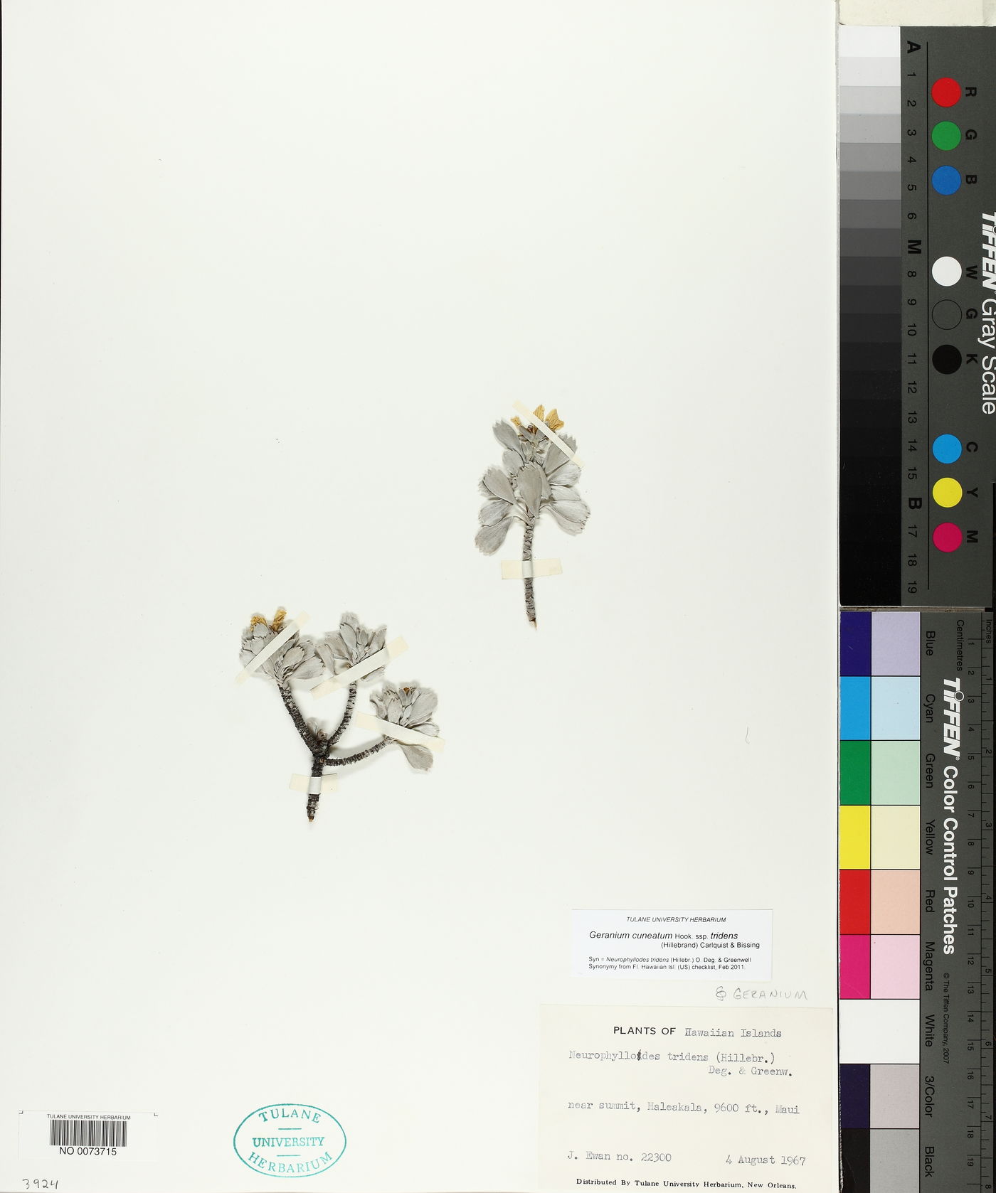 Geranium cuneatum subsp. tridens image
