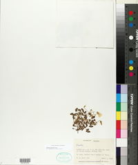 Oxalis macrantha image