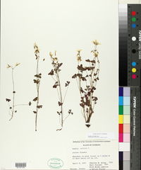 Oxalis priceae image