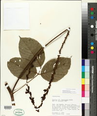 Image of Dioclea bicolor