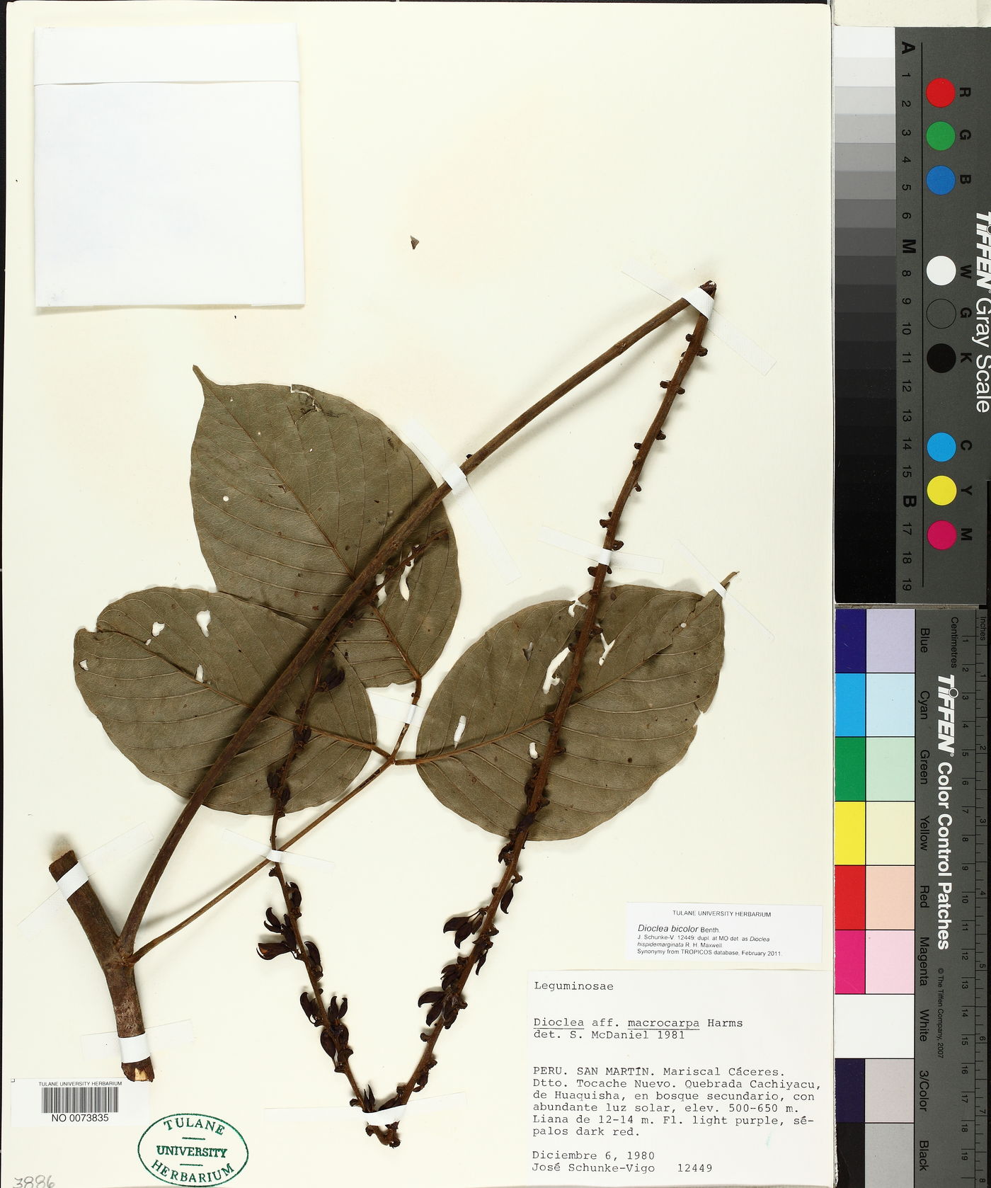 Dioclea bicolor image
