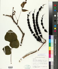 Erythrina lanceolata image