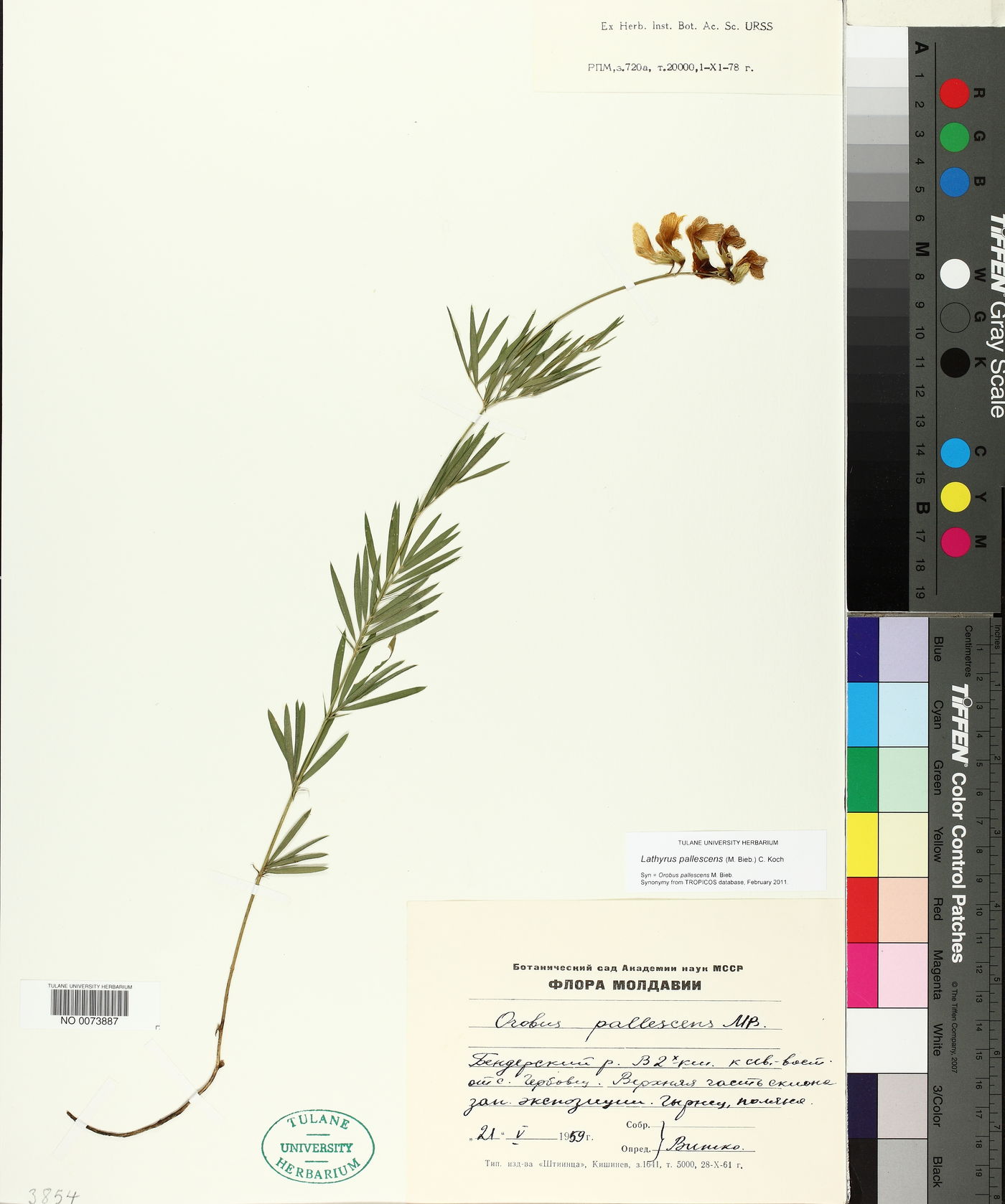 Lathyrus pallescens image