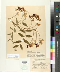 Lathyrus vestitus subsp. laetiflorus image