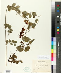 Lathyrus vestitus subsp. alefeldii image
