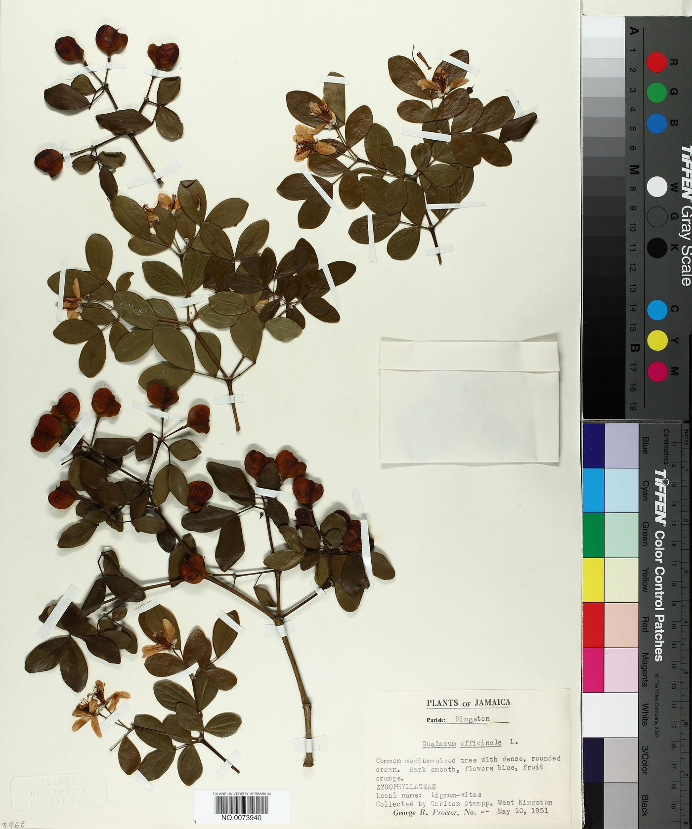 Guaiacum officinale image
