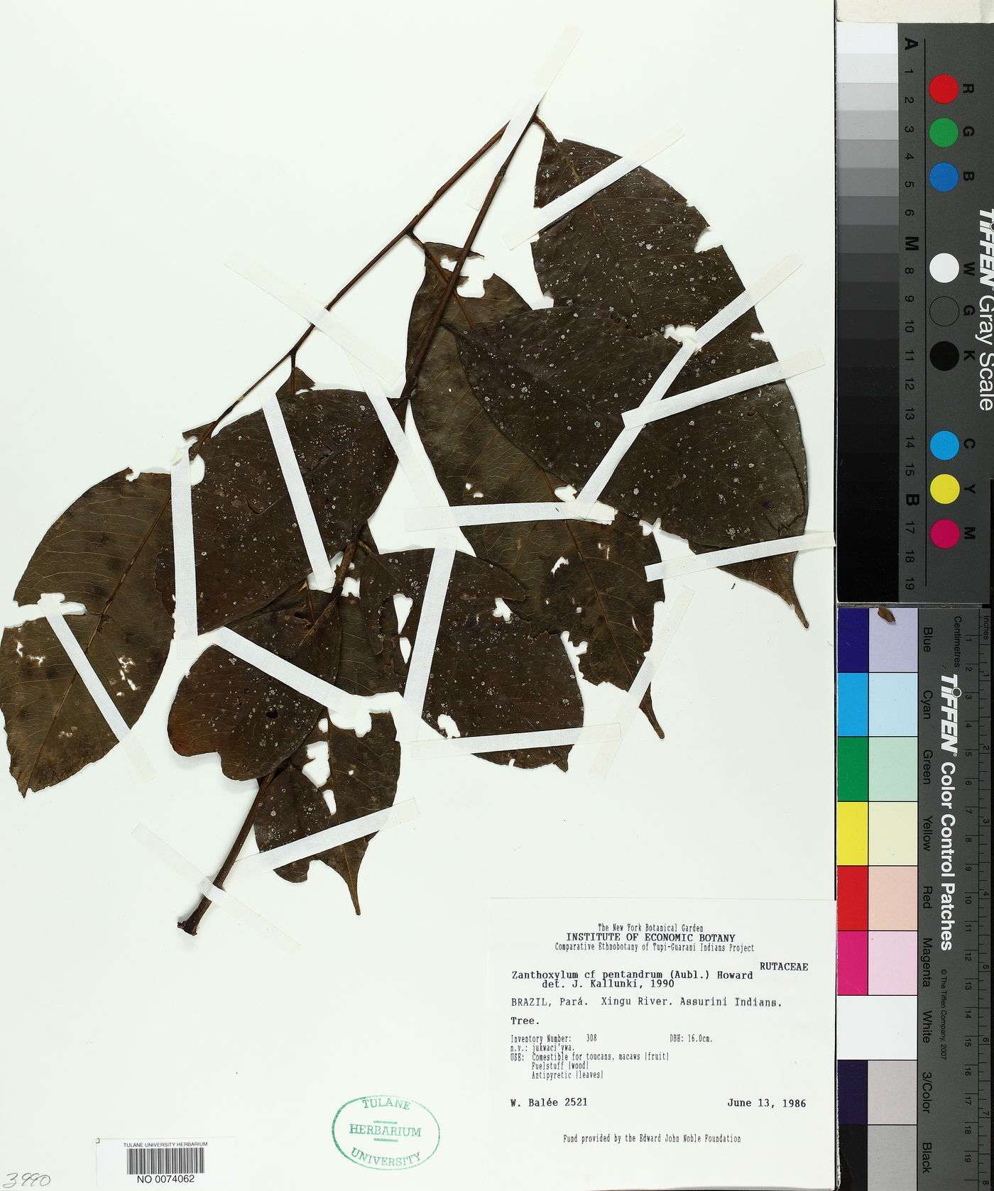 Zanthoxylum pentandrum image