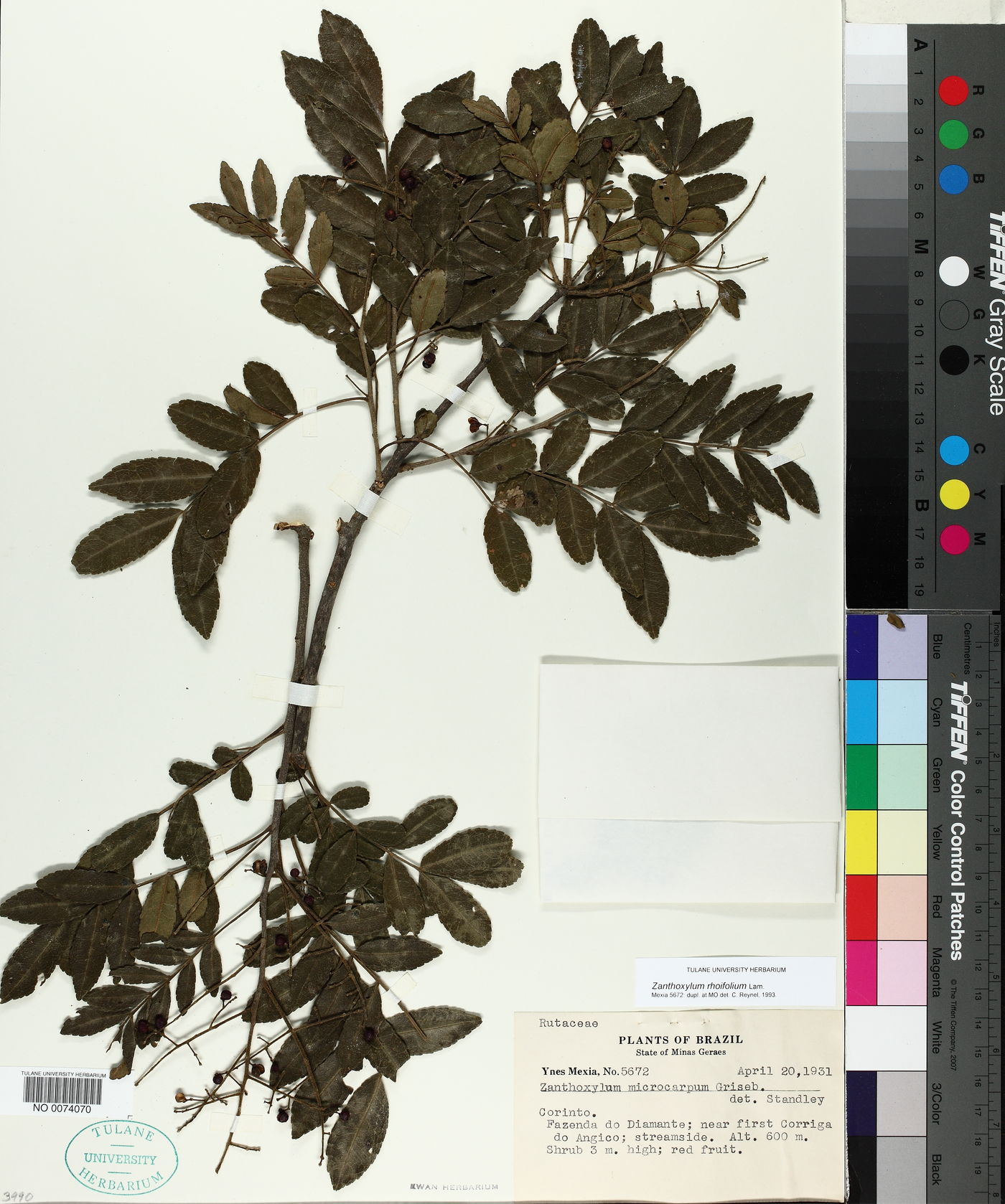 Zanthoxylum microcarpum image