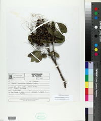 Zanthoxylum petiolare image