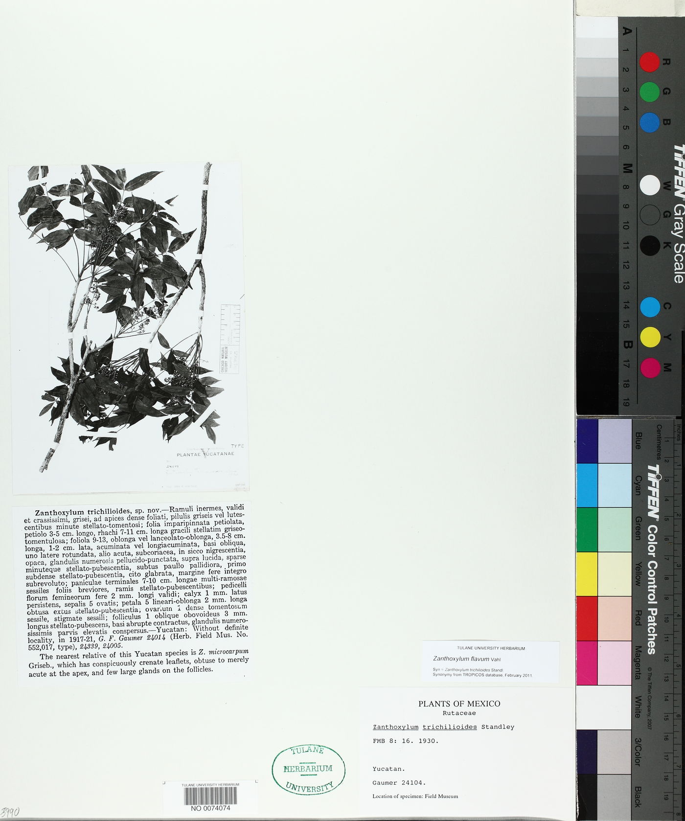 Zanthoxylum flavum image