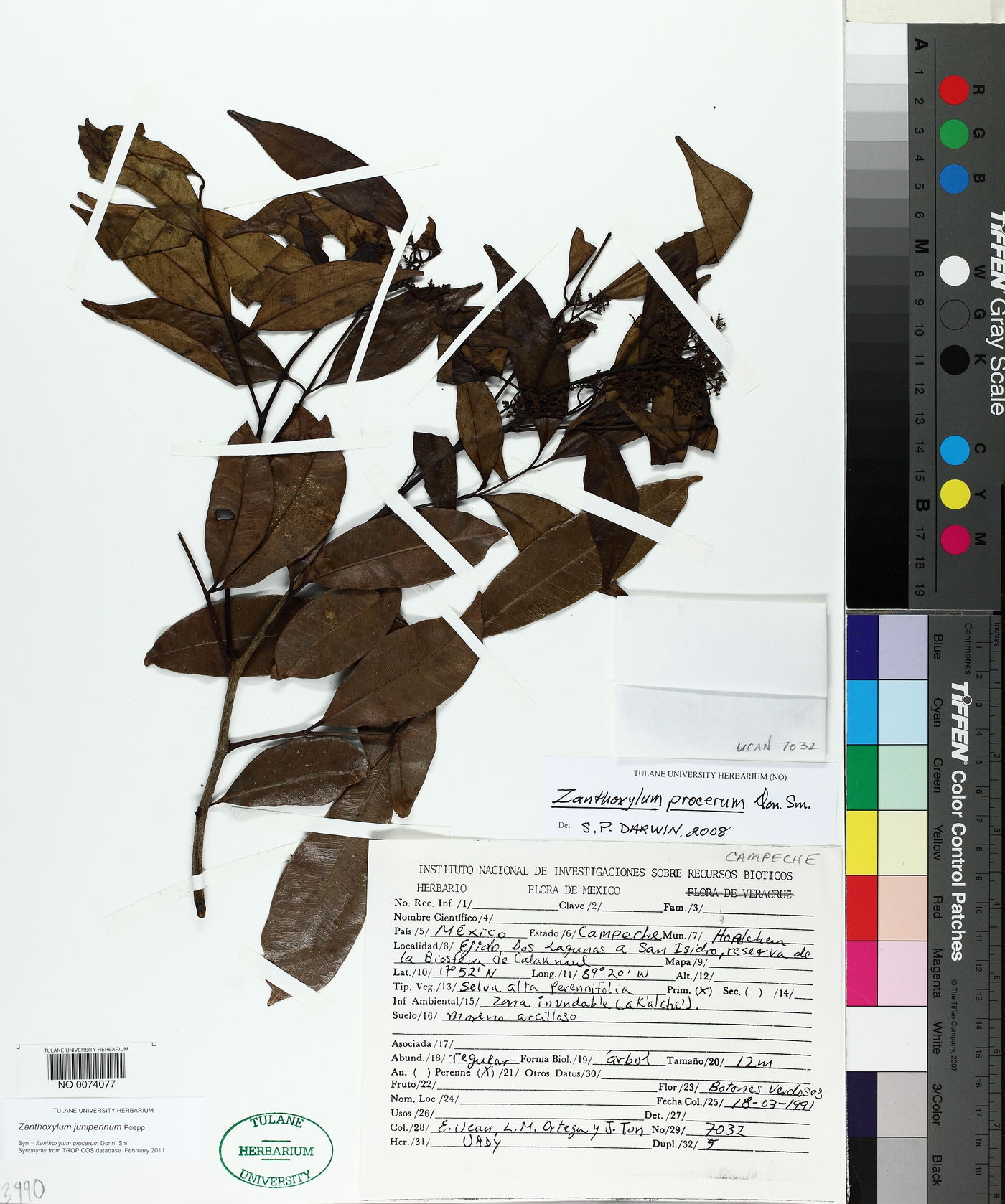 Zanthoxylum juniperinum image