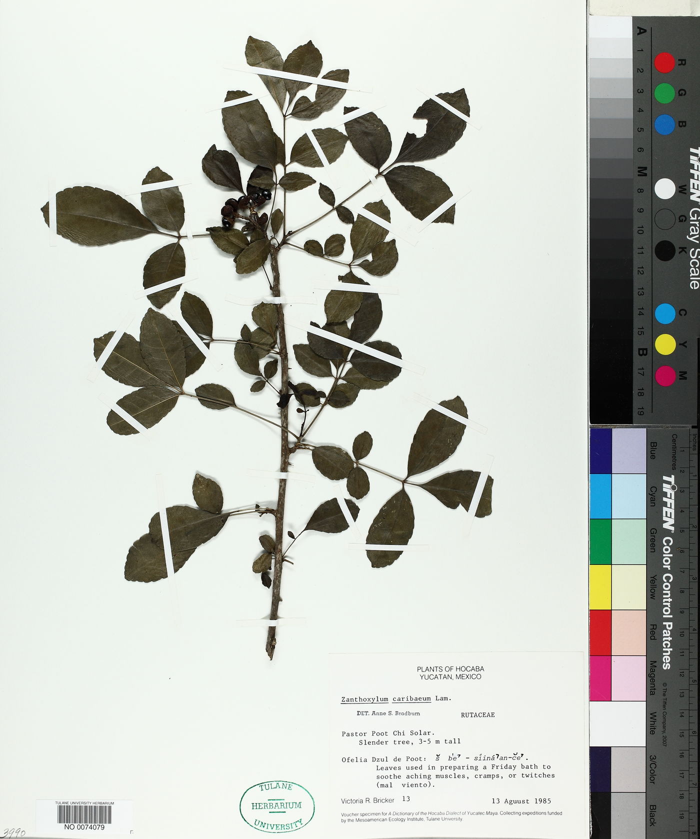 Zanthoxylum caribaeum image
