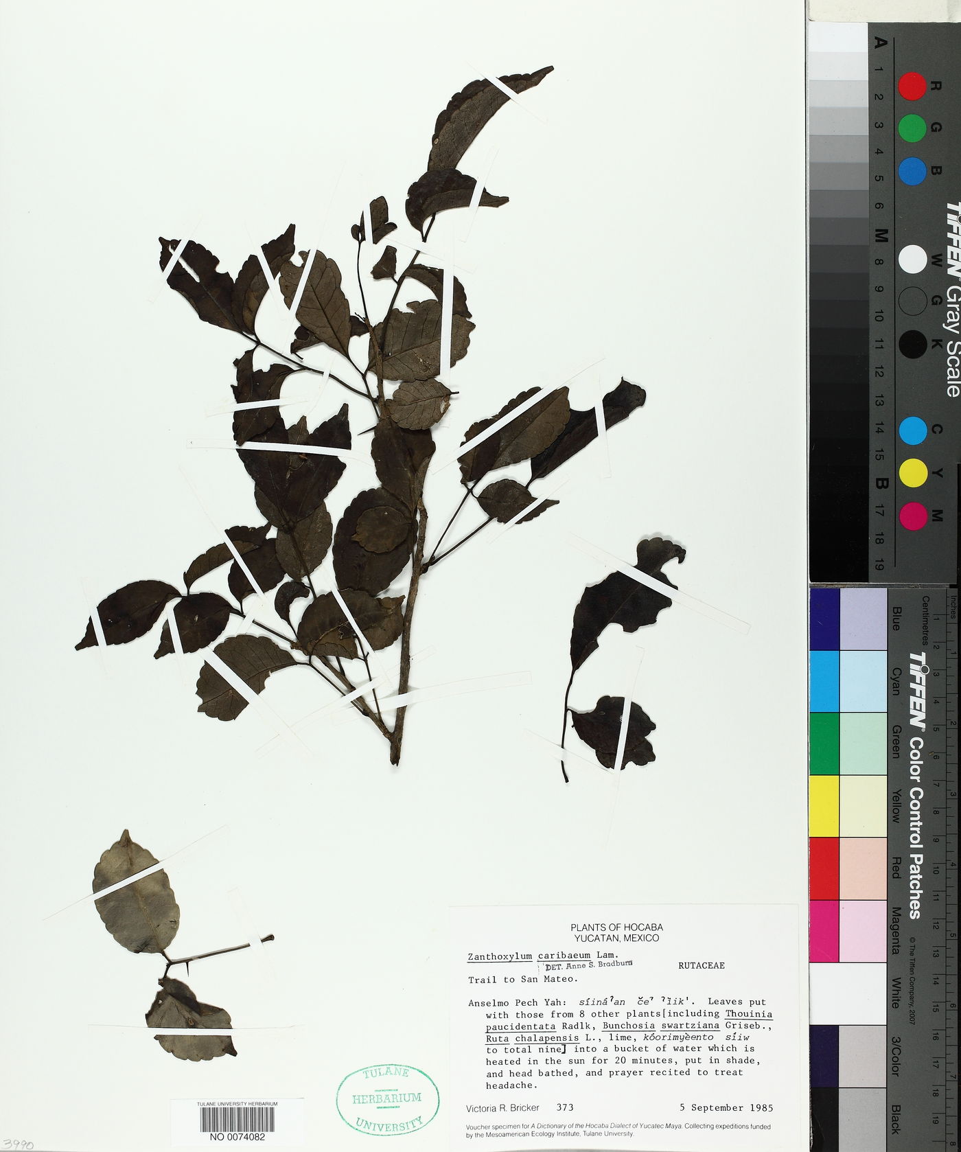 Zanthoxylum caribaeum image