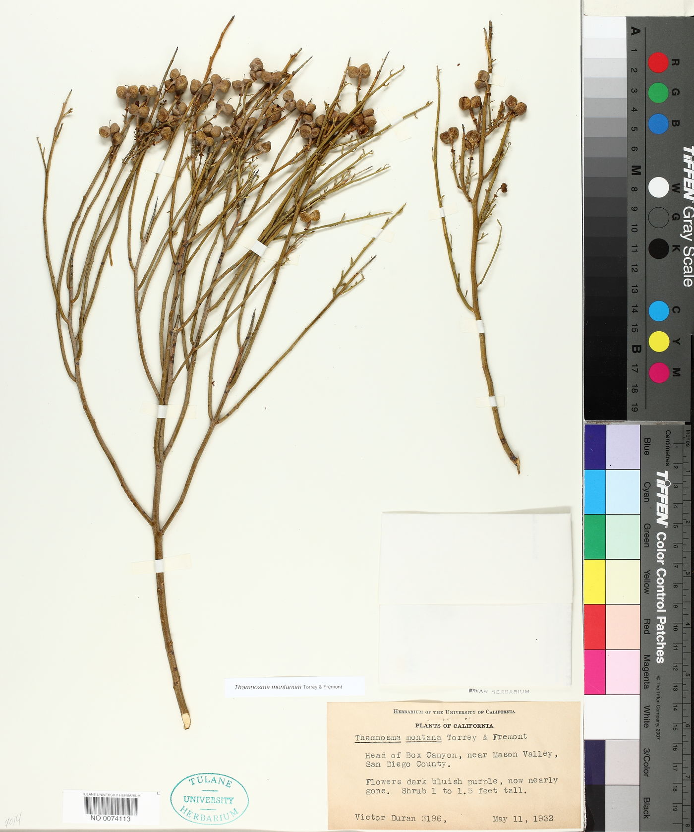 Thamnosma montanum image