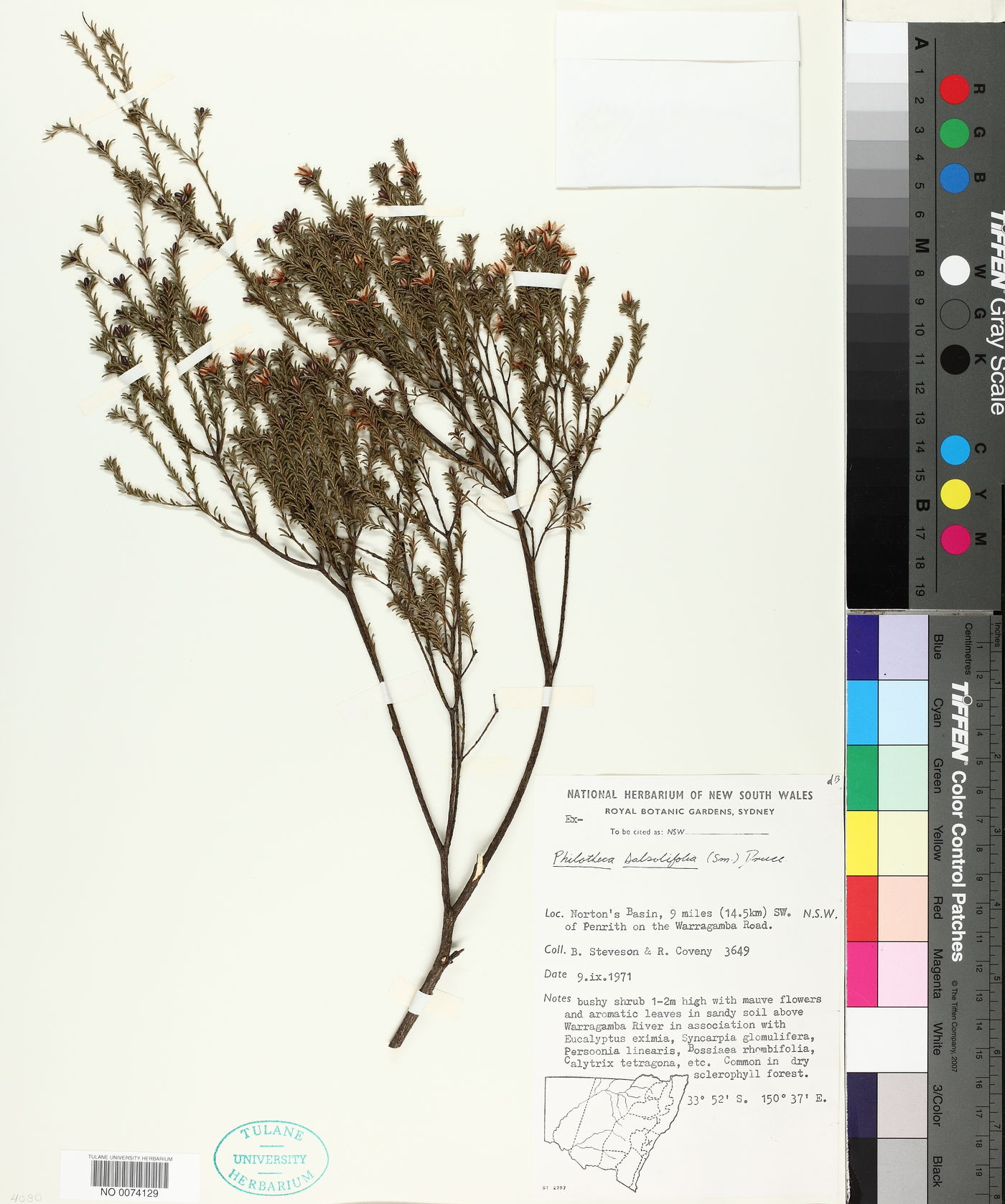 Philotheca salsolifolia image