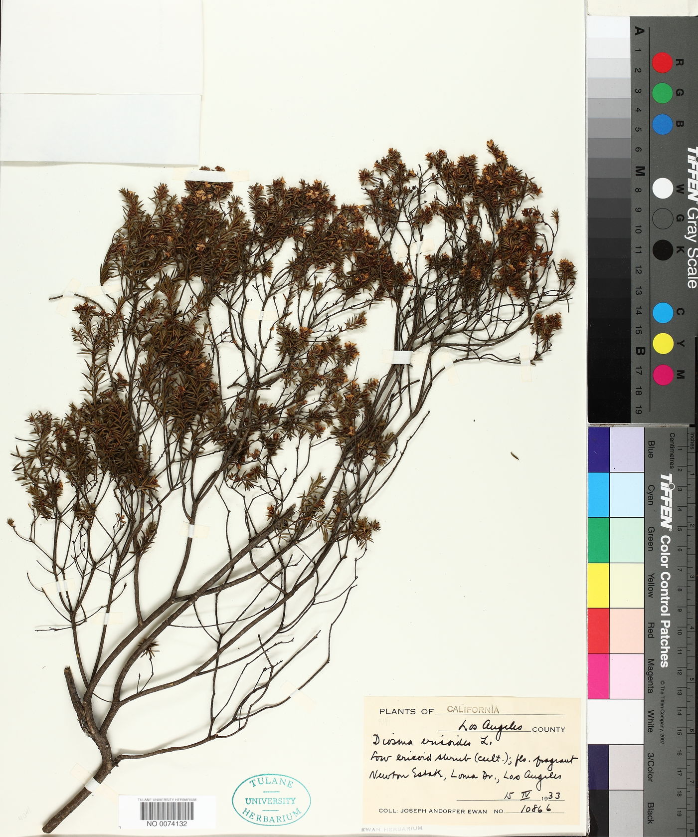Diosma ericoides image