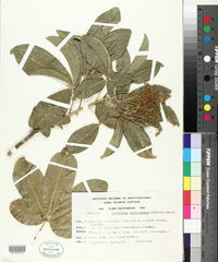 Image of Esenbeckia pentaphylla