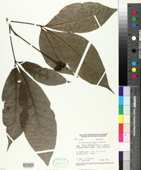 Image of Spiranthera guianensis