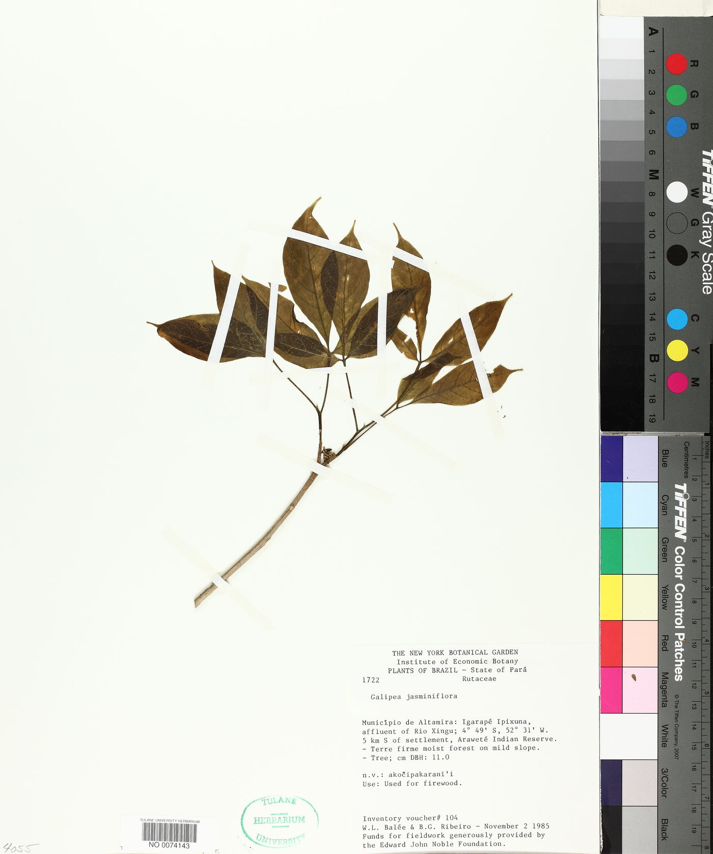 Galipea jasminiflora image