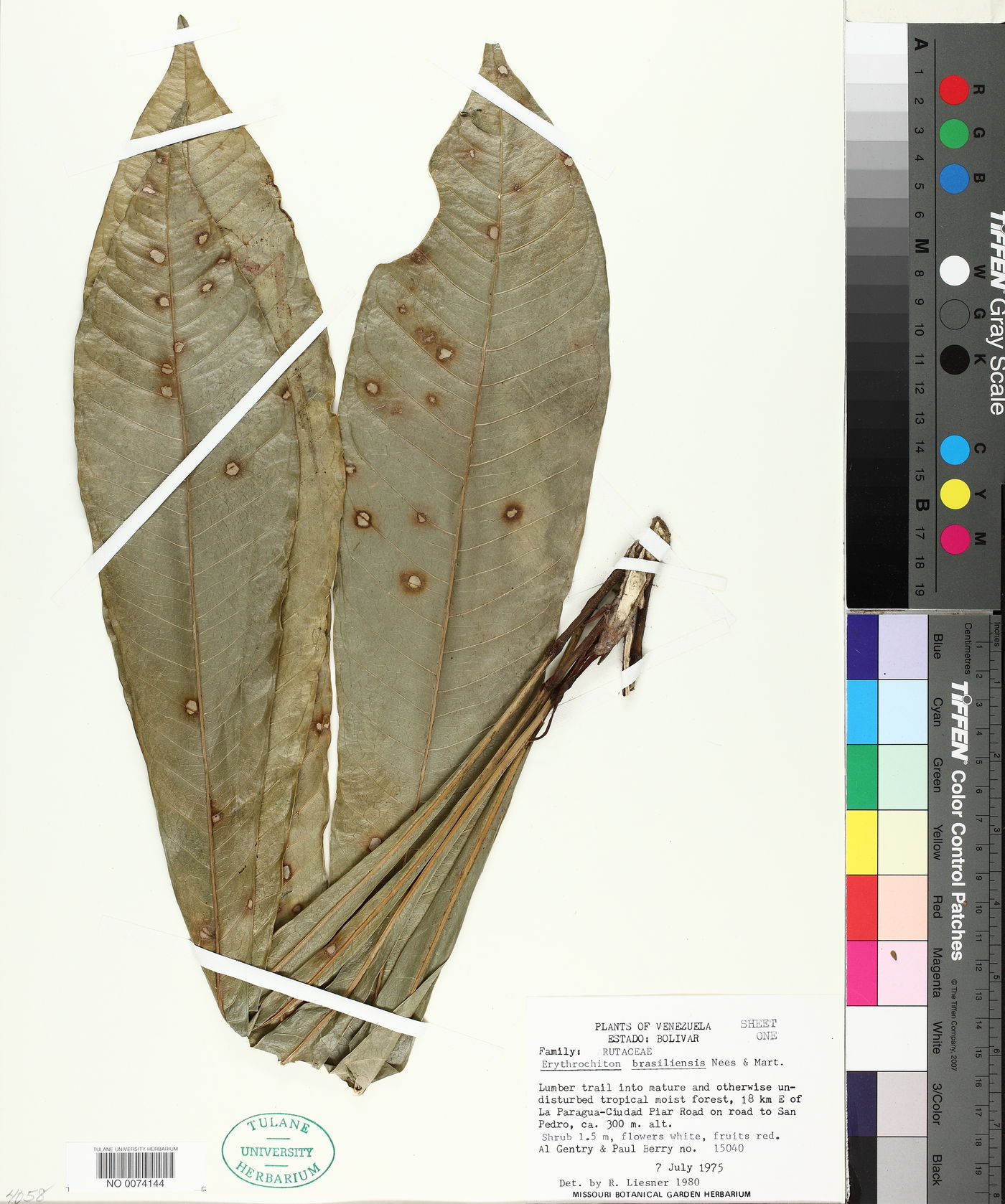 Erythrochiton image