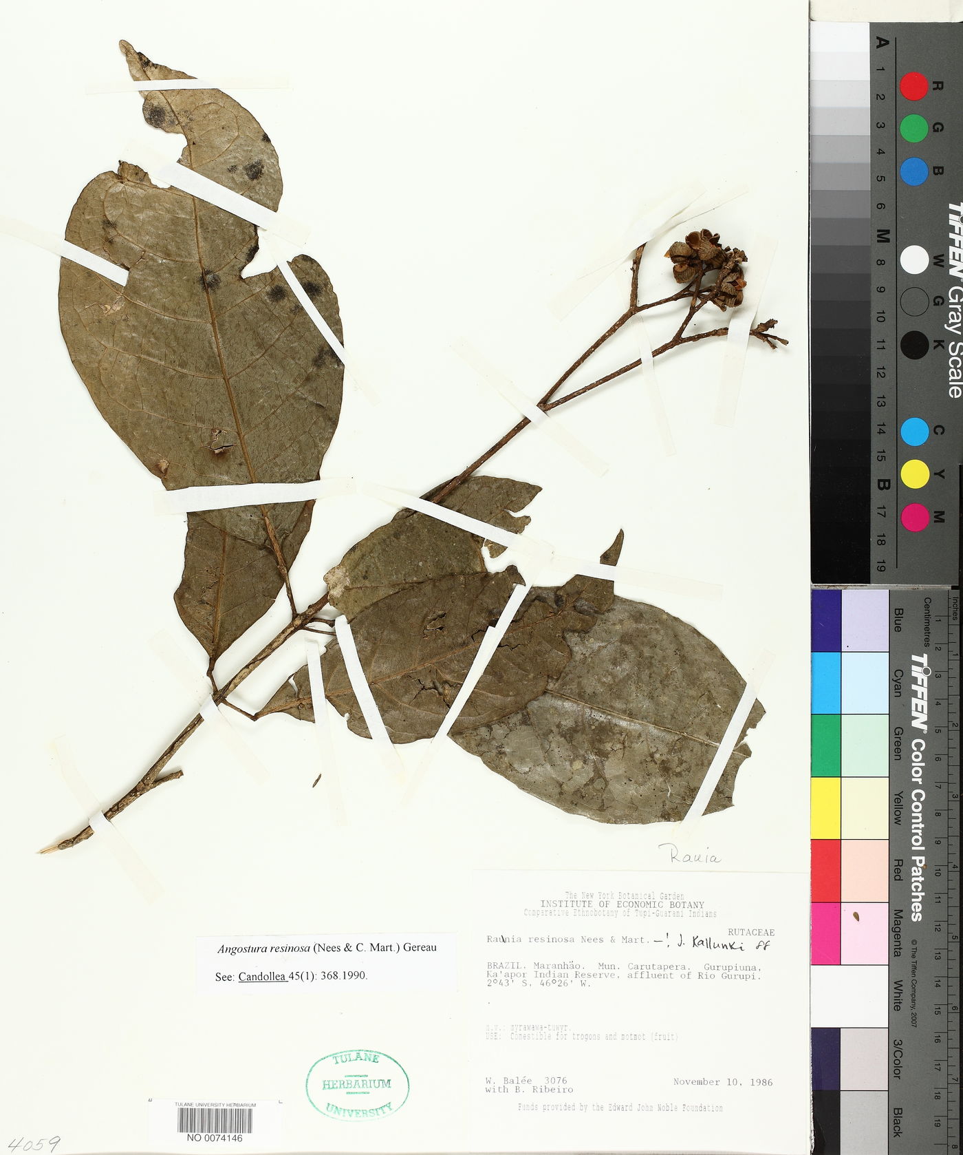 Rauia resinosa image