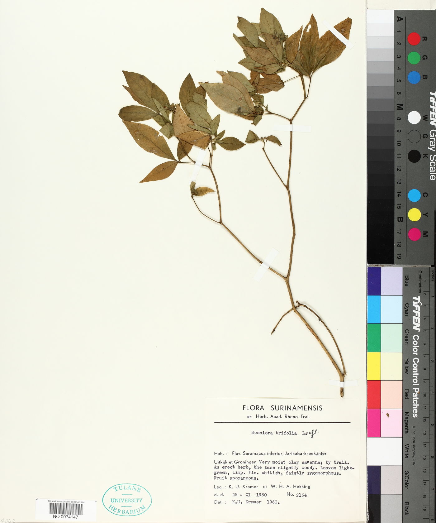 Monniera trifolia image