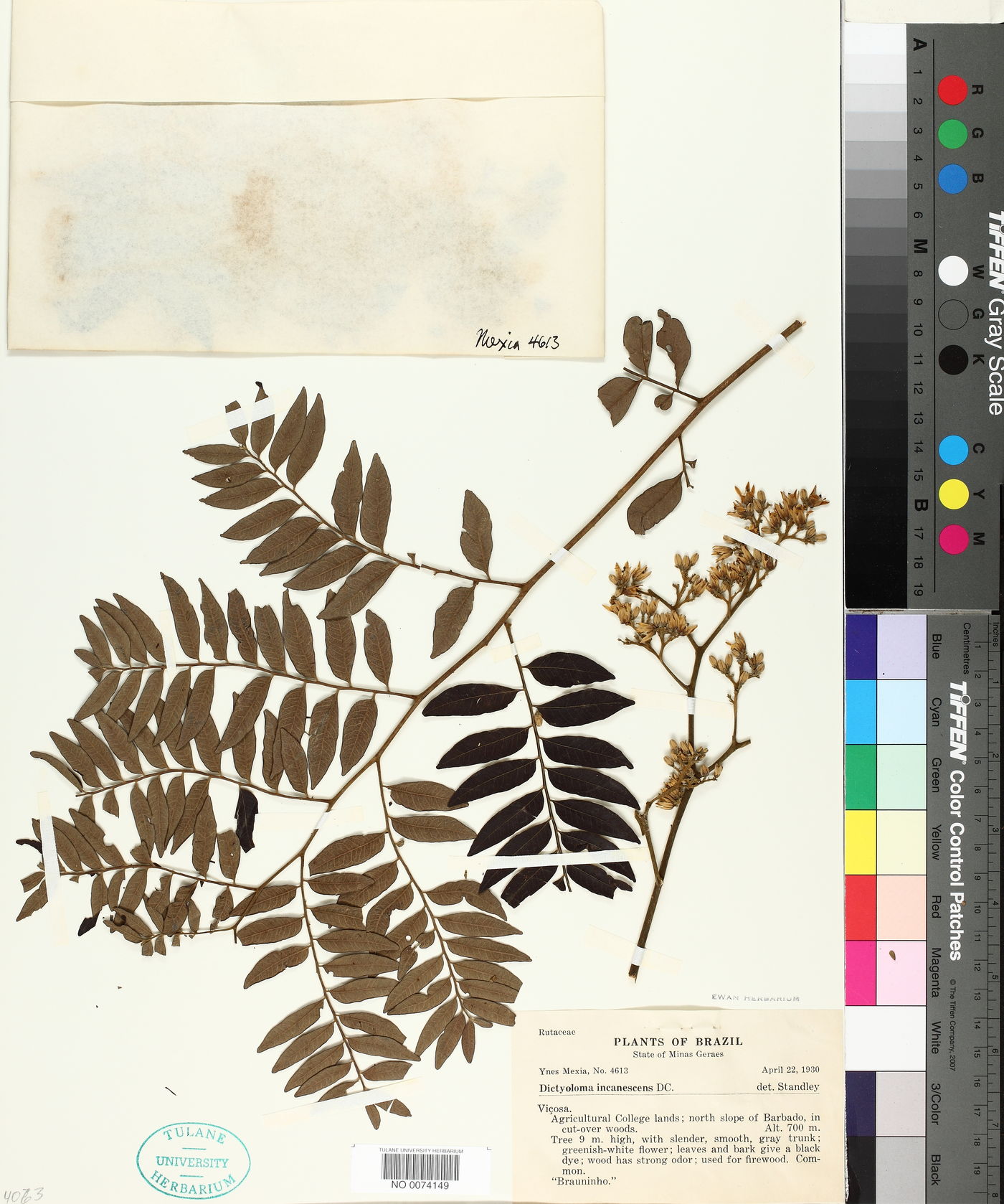 Dictyoloma image