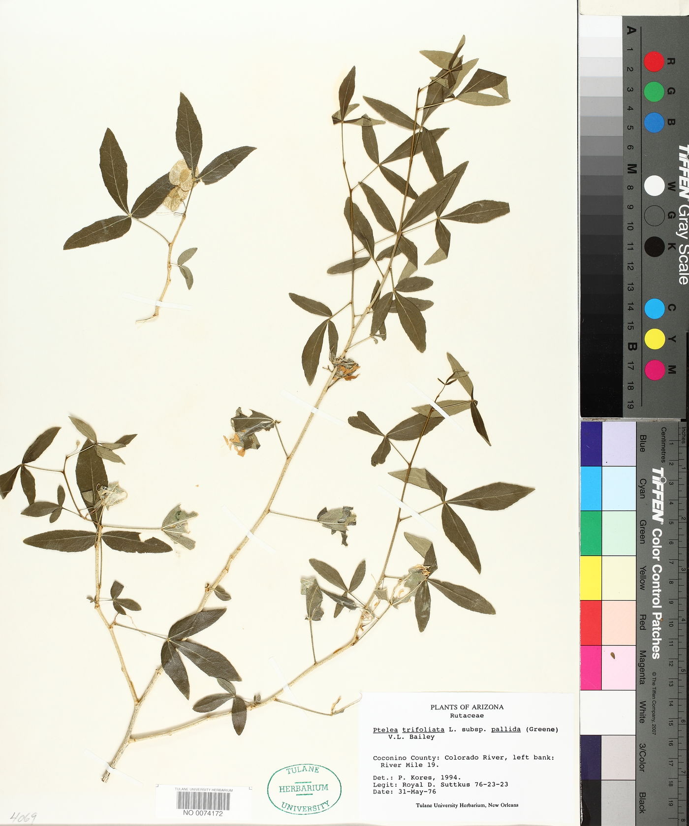 Ptelea trifoliata subsp. pallida image