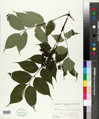 Image of Phellodendron sachalinense