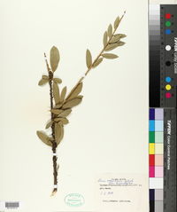 Image of Boscia angustifolia