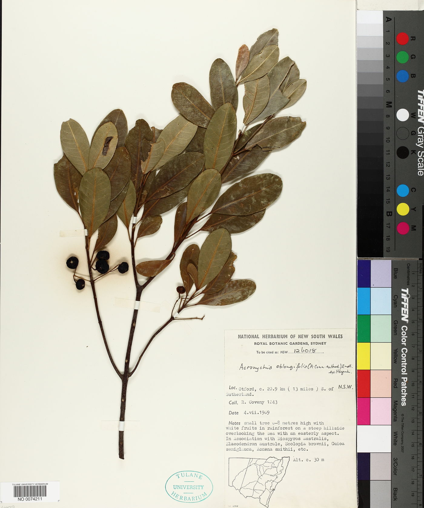 Acronychia oblongifolia image