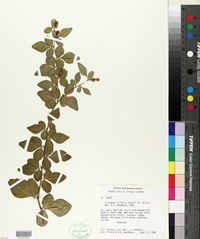 Triphasia trifolia image