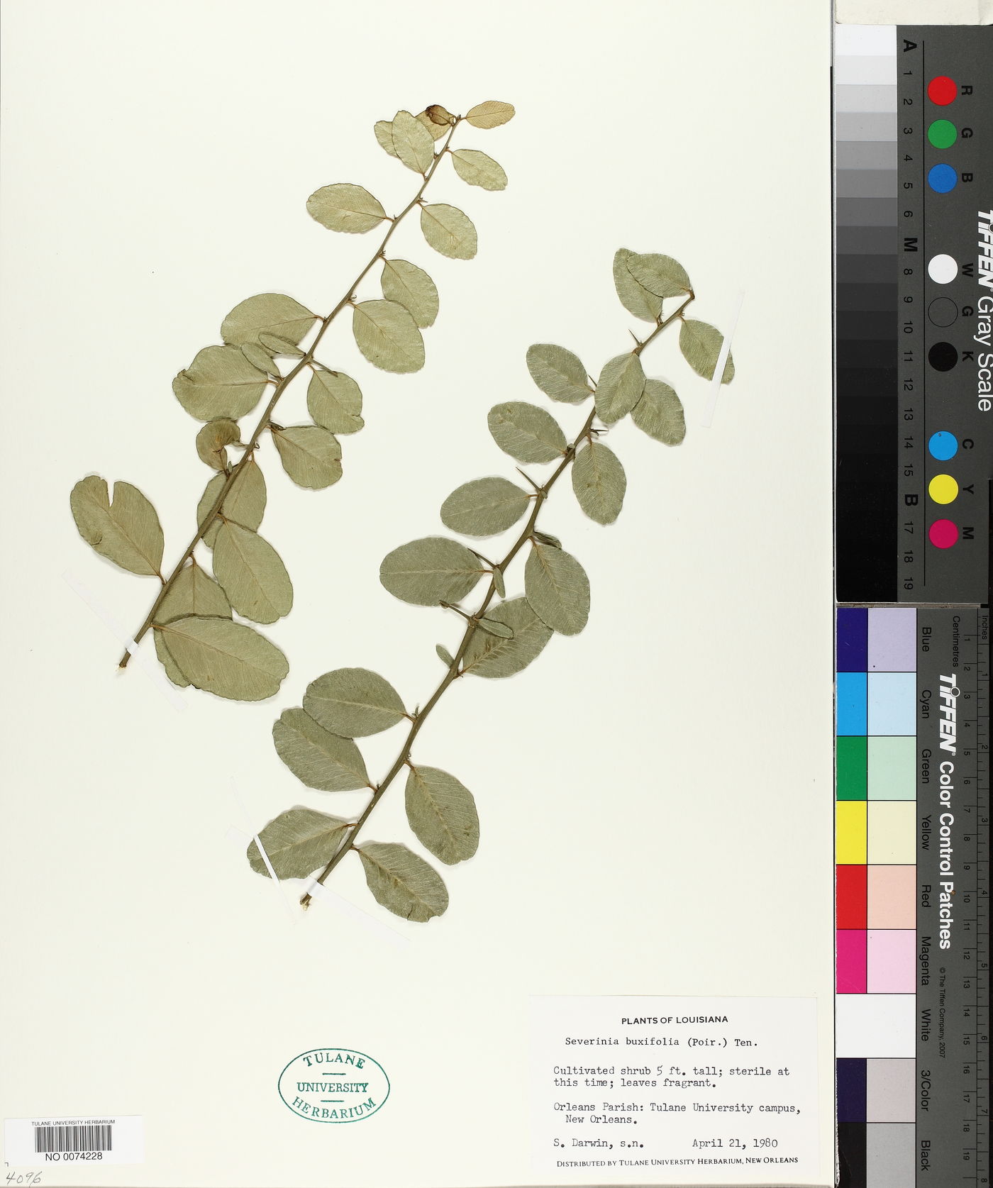 Severinia image