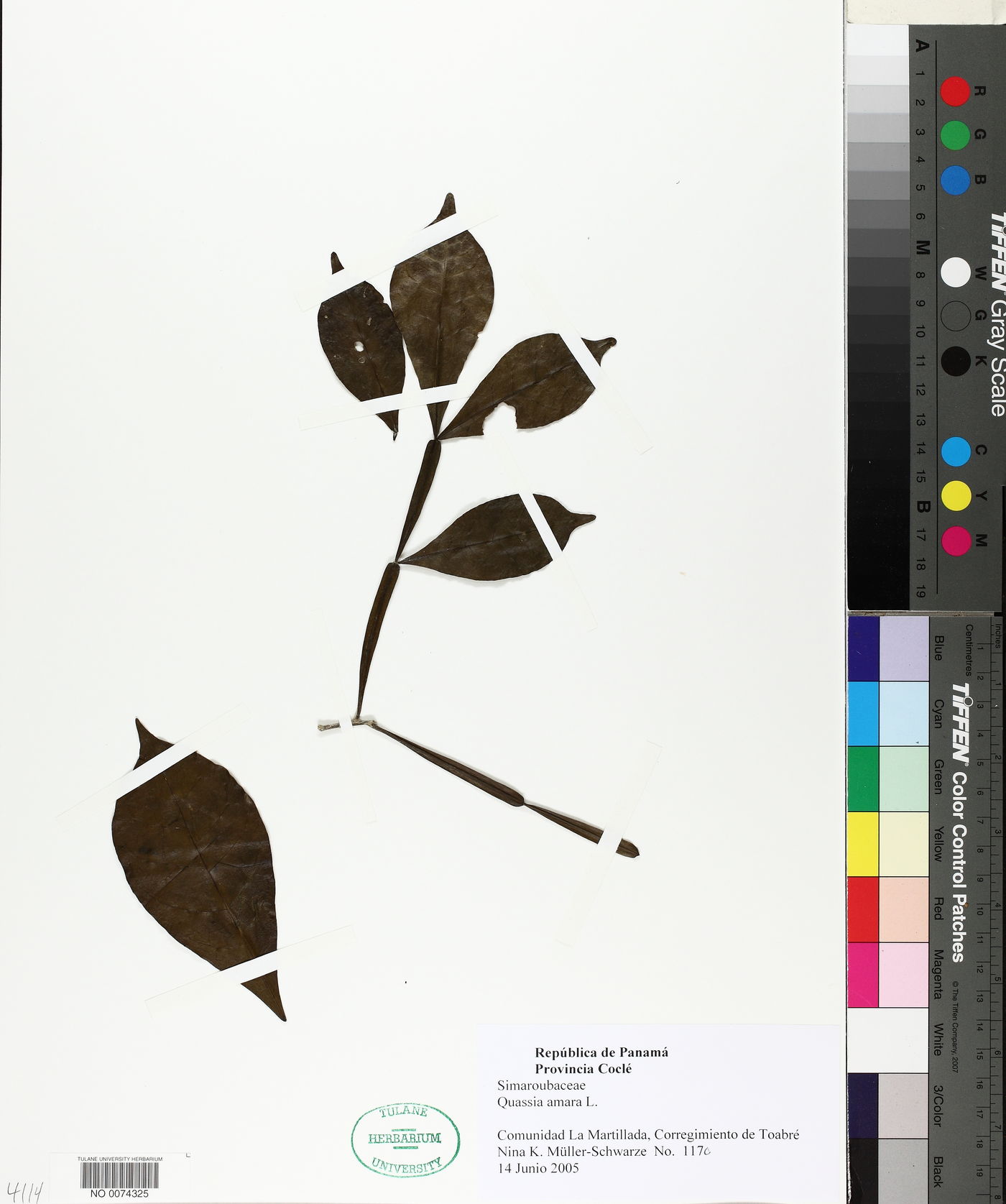 Quassia amara image